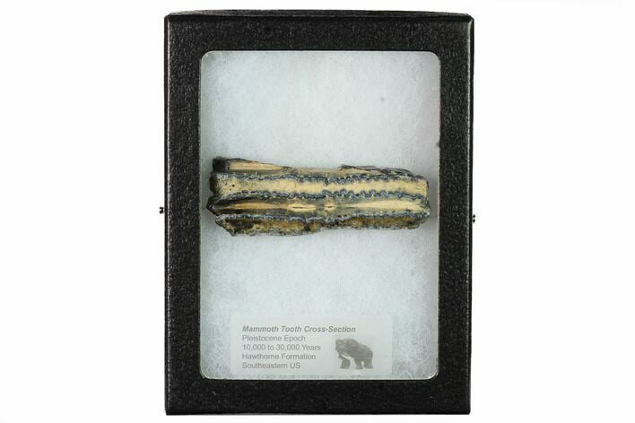 Mammoth Molar Slice with Case - South Carolina #165111